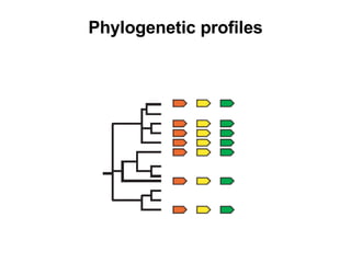 Phylogenetic profiles 
