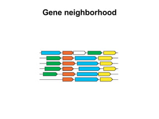 Gene neighborhood 