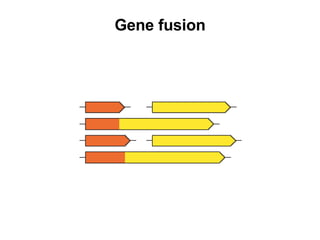 Gene fusion 