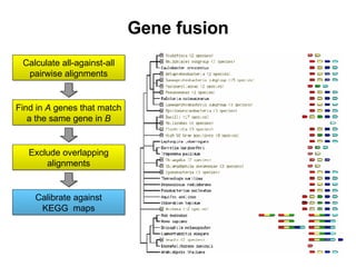 Gene fusion Find in  A  genes that match a the same gene in  B Exclude overlapping alignments Calibrate against KEGG  maps Calculate all-against-all pairwise alignments 