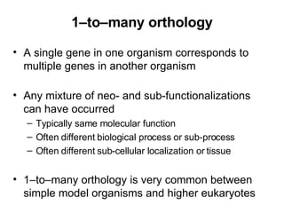 1–to–many orthology A single gene in one organism corresponds to multiple genes in another organism Any mixture of neo- and sub-functionalizations can have occurred Typically same molecular function Often different biological process or sub-process Often different sub-cellular localization or tissue 1–to–many orthology is very common between simple model organisms and higher eukaryotes 