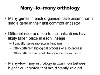 Many–to–many orthology Many genes in each organism have arisen from a single gene in their last common ancestor Different neo- and sub-functionalizations have likely taken place in each lineage Typically same molecular function Often different biological process or sub-process Often different sub-cellular localization or tissue Many–to–many orthology is common between higher eukaryotes that are distantly related 