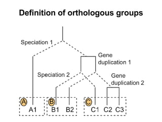 Definition of orthologous groups 