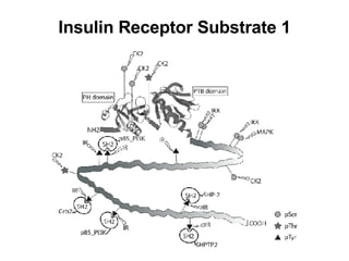 Insulin Receptor Substrate 1 