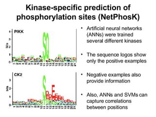 Kinase-specific prediction of phosphorylation sites (NetPhosK) Artificial neural networks (ANNs) were trained several different kinases The sequence logos show only the positive examples Negative examples also provide information Also, ANNs and SVMs can capture correlations between positions 