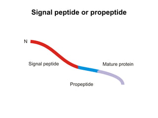 Signal peptide or propeptide 