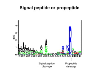 Signal peptide or propeptide Propeptide cleavage Signal peptide cleavage 