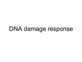DNA damage response 