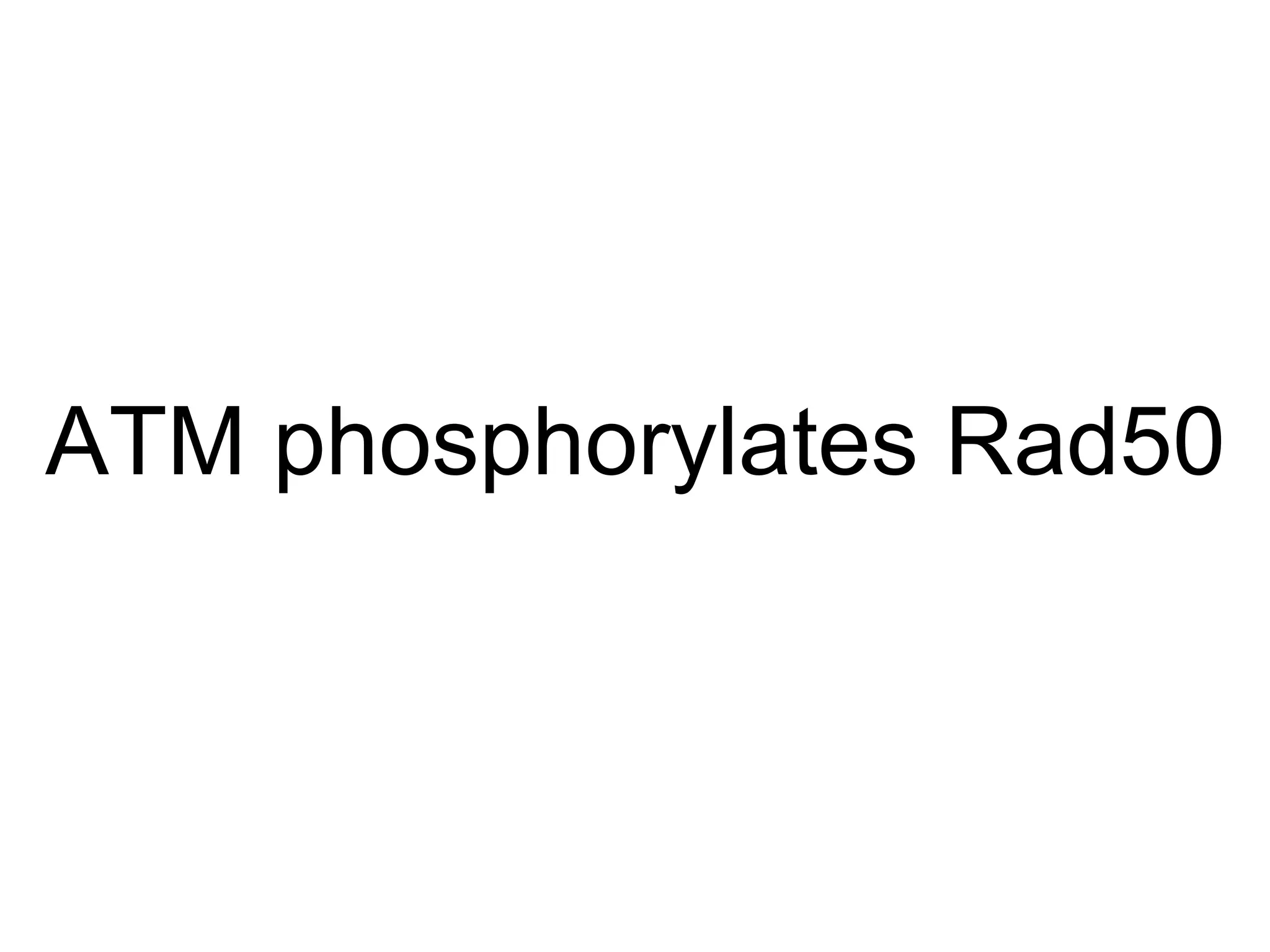ATM phosphorylates Rad50 