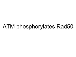 ATM phosphorylates Rad50 