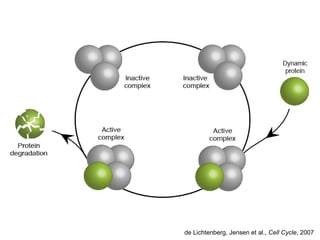 de Lichtenberg, Jensen et al.,  Cell Cycle , 2007 