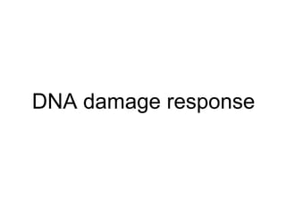 DNA damage response
 