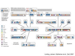 Linding, Jensen, Ostheimer et al., Cell, 2007
 