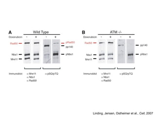 Linding, Jensen, Ostheimer et al., Cell, 2007
 