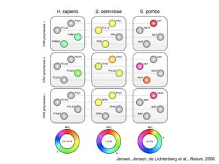 Jensen, Jensen, de Lichtenberg et al., Nature, 2006
 