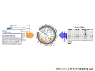 Miller, Jensen et al., Science Signaling, 2008
 