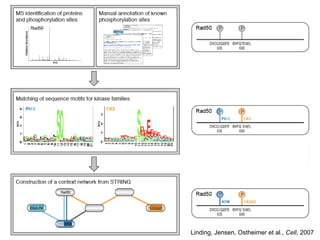 Linding, Jensen, Ostheimer et al., Cell, 2007
 