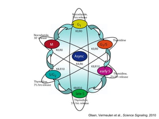 Olsen, Vermeulen et al.,  Science Signaling , 2010 