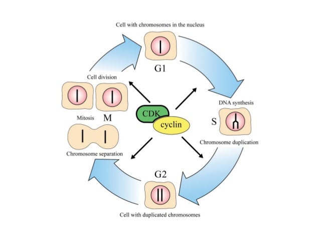 Systems biology - Understanding biology at the systems level
