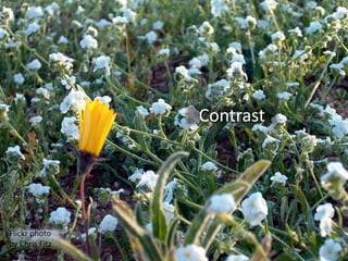 Contrast




Flickr photo
by Chris Fitz
 