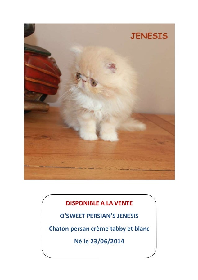 A Vendre Chaton Persan Loof