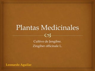 Cultivo de Jengibre.
Zingiber officinale L.
Leonardo Aguilar.
 