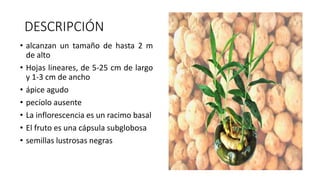 DESCRIPCIÓN
• alcanzan un tamaño de hasta 2 m
de alto
• Hojas lineares, de 5-25 cm de largo
y 1-3 cm de ancho
• ápice agudo
• pecíolo ausente
• La inflorescencia es un racimo basal
• El fruto es una cápsula subglobosa
• semillas lustrosas negras
 