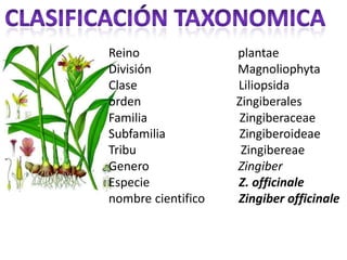 CLASIFICACIÓN TAXONOMICAReino                                plantae    División                            Magnoliophyta    Clase                                 Liliopsida    orden                               Zingiberales    Familia                              Zingiberaceae    Subfamilia                        Zingiberoideae    Tribu                                  Zingibereae    Genero                             Zingiber    Especie                             Z. officinale    nombre cientificoZingiberofficinale