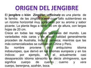 ORIGEN DEL JENGIBREEl jengibre o kión  Zingiberofficinalees una planta  de la familia  de las zingiberáceas cuyo tallosubterráneo es un rizoma horizontal muy apreciado por su aroma y sabor picante. La planta llega a tener 90 cm de altura, con largas hojas de 20 cm.Crece en todas las regiones tropicales del mundo. Las variedades más caras y de mayor calidad generalmente proceden de Australia, India y Jamaica; mientras que las más comercializadas se cultivan en Chinay Perú.Su nombre proviene del antiquísimo idioma indoeuropeo, que derivó en los idiomas europeos y en los índicos: por ejemplo, en el actualmente casi desaparecido idioma sánscrito se decía shringavera, que significa cuerpo de cuerno cuerno y vera  cuerpo, berenjena, azafrán, boca.