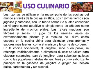 USO CULINARIOLos rizomas se utilizan en la mayor parte de las cocinas del mundo a través de la cocina asiática. Los rizomas tiernos son jugosos y carnosos, con un fuerte sabor. Se suelen conservar en vinagre como aperitivo o simplemente se añaden como ingrediente de muchos platos. Las raíces maduras son fibrosas y secas. El jugo de los rizomas viejos es extremadamente picante y a menudo se utiliza como especia en la cocina china para disimular otros aromas y sabores más fuertes, como el marisco y la carne de cordero.En la cocina occidental, el jengibre, seco o en polvo, se restringe tradicionalmente a alimentos dulces; se utiliza para elaborar caramelos, pan de jengibre, para saborizar galletas (como las populares galletas de jengibre) y como saborizante principal de la gaseosa de jengibre o ginger ale, bebida dulce, carbonatada y sin alcohol.