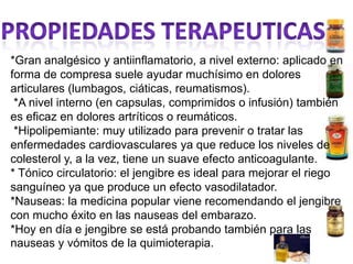 PROPIEDADES TERAPEUTICAS*Gran analgésico y antiinflamatorio, a nivel externo: aplicado en forma de compresa suele ayudar muchísimo en dolores articulares (lumbagos, ciáticas, reumatismos). *A nivel interno (en capsulas, comprimidos o infusión) también es eficaz en dolores artríticos o reumáticos. *Hipolipemiante: muy utilizado para prevenir o tratar las enfermedades cardiovasculares ya que reduce los niveles de colesterol y, a la vez, tiene un suave efecto anticoagulante. * Tónico circulatorio: el jengibre es ideal para mejorar el riego sanguíneo ya que produce un efecto vasodilatador.*Nauseas: la medicina popular viene recomendando el jengibre con mucho éxito en las nauseas del embarazo. *Hoy en día e jengibre se está probando también para las nauseas y vómitos de la quimioterapia.
