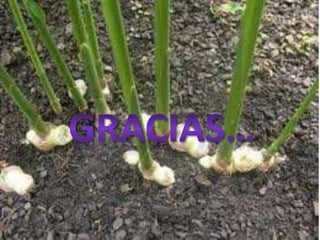 Combinado con hinojo y con corteza de cascara sagrada o aladierno podría aliviar el estreñimiento.