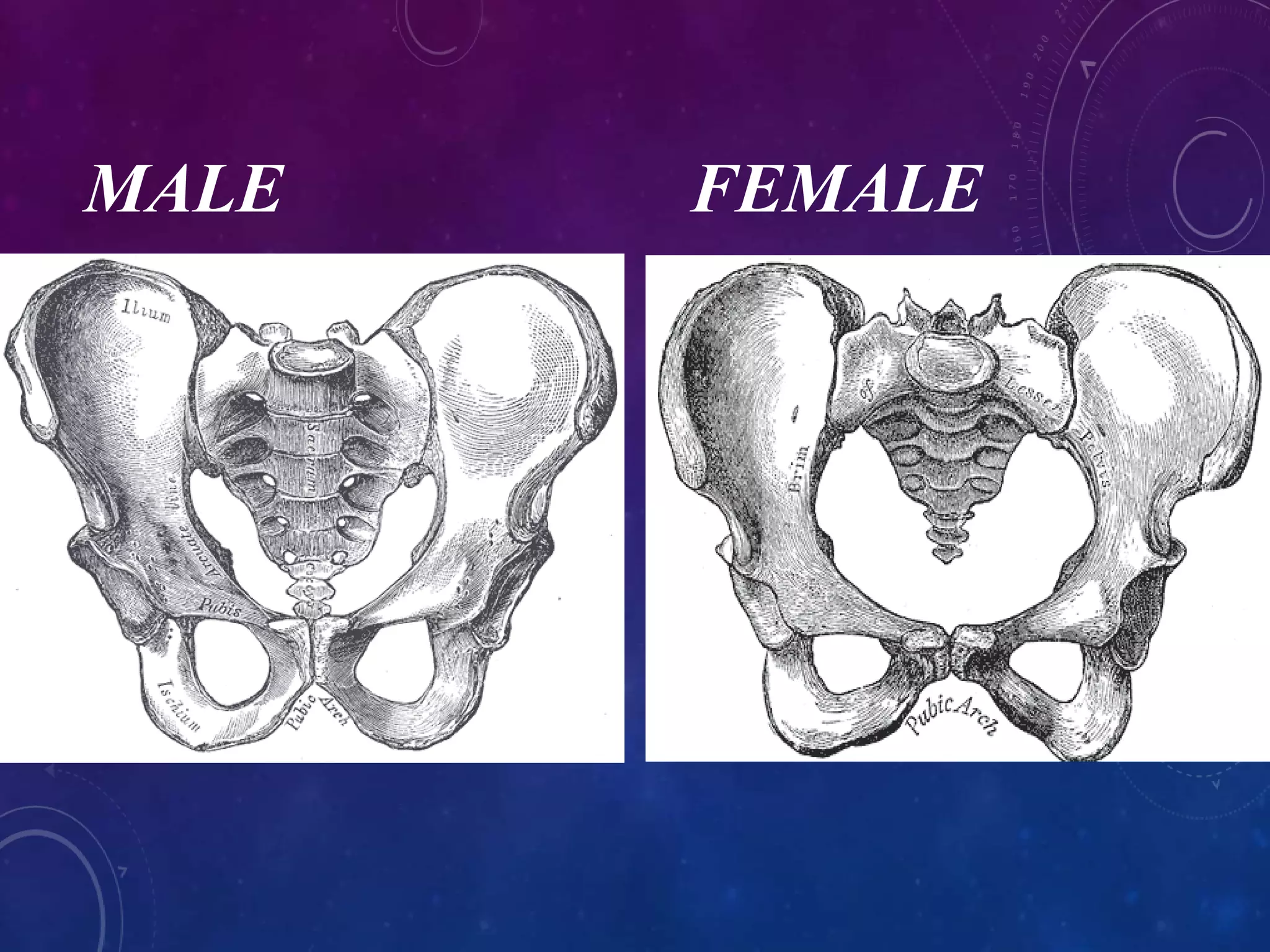 X-RAY PELVIS PROJECTIONS | PPTX