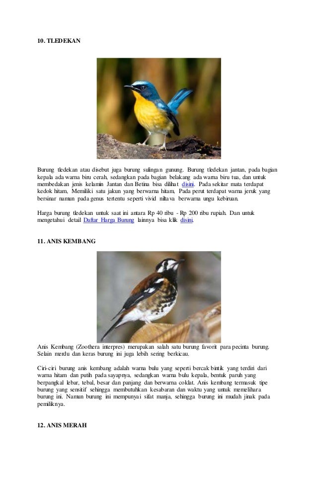 Jenis Jenis Burung