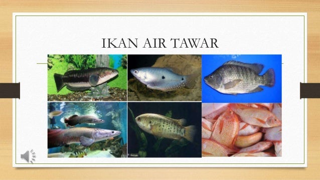 Jenis Jenis Ikan Di Malaysia