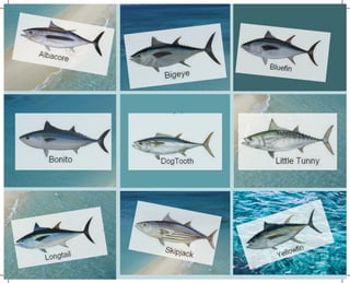 Jenis jenis ikan tuna