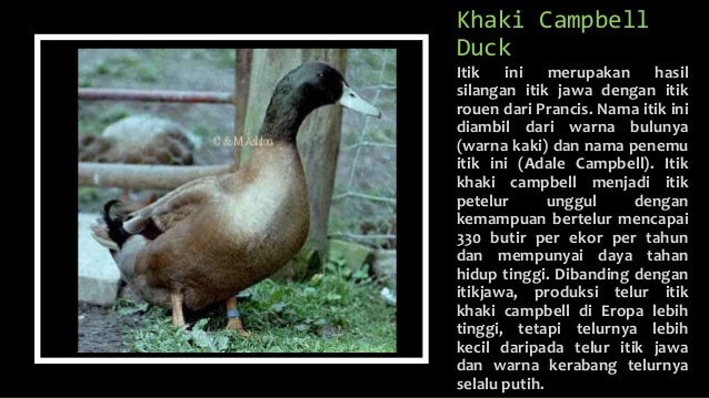 Jenis-Jenis Itik Di Dunia & Indonesia