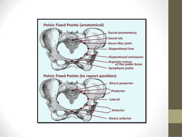 Anatomy Of Female Pelvic Slideshow In Malay