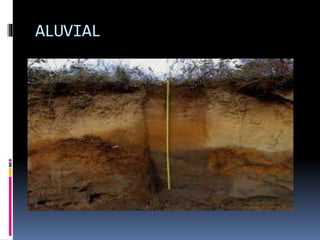 JENIS-JENIS TANAH.pptx