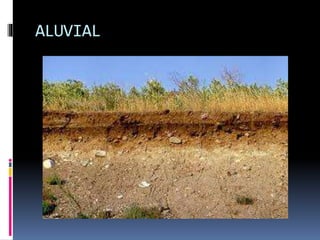 JENIS-JENIS TANAH.pptx