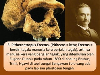 3. Pithecantropus Erectus, (Pithecos = kera; Erectus =
berdiri tegak; manusia kera berjalan tegak), artinya
manusia kera yang berjalan tegak, yang ditemukan oleh
Eugene Dubois pada tahun 1890 di Kedung Brubus,
Trinil, Ngawi di tepi sungai Bengawan Solo yang ada
pada lapisan pleistosen tengah.
 