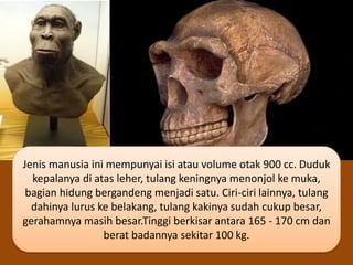 Jenis manusia ini mempunyai isi atau volume otak 900 cc. Duduk
kepalanya di atas leher, tulang keningnya menonjol ke muka,
bagian hidung bergandeng menjadi satu. Ciri-ciri lainnya, tulang
dahinya lurus ke belakang, tulang kakinya sudah cukup besar,
gerahamnya masih besar.Tinggi berkisar antara 165 - 170 cm dan
berat badannya sekitar 100 kg.
 