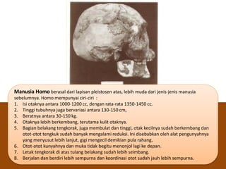 Manusia Homo berasal dari lapisan pleistosen atas, lebih muda dari jenis-jenis manusia
sebelumnya. Homo mempunyai ciri-ciri :
1. Isi otaknya antara 1000-1200 cc, dengan rata-rata 1350-1450 cc.
2. Tinggi tubuhnya juga bervariasi antara 130-150 cm,
3. Beratnya antara 30-150 kg.
4. Otaknya lebih berkembang, terutama kulit otaknya.
5. Bagian belakang tengkorak, juga membulat dan tinggi, otak kecilnya sudah berkembang dan
otot-otot tengkuk sudah banyak mengalami reduksi. Ini disebabkan oleh alat pengunyahnya
yang menyusut lebih lanjut, gigi mengecil demikian pula rahang,
6. Otot-otot kunyahnya dan muka tidak begitu menonjol lagi ke depan.
7. Letak tengkorak di atas tulang belakang sudah lebih seimbang.
8. Berjalan dan berdiri lebih sempurna dan koordinasi otot sudah jauh lebih sempurna.
 
