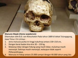 Manusia Wajak (Homo wajakensis)
Ditemukan oleh B.D. van Rietschoten Pada tahun 1889 di dekat Tulungagung,
Jawa Timur. Ciri-cirinya :
1. Jenis manusia purba ini tinggi tubuhnya antara 130–210 cm,
2. Dengan berat badan kira-kira 30 – 150 kg.
3. Mukanya lebar dengan hidung yang masih lebar, mulutnya masih
menonjol. Dahinya masih menonjol, walaupun tidak seperti
Pithecanthropus.
4. Manusia ini hidup antara 25.000 sampai dengan 40.000 tahun yang lalu
 