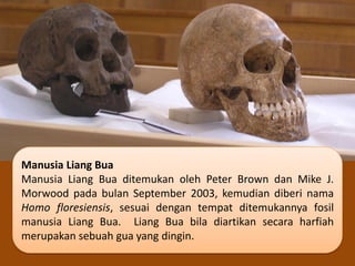 Manusia Liang Bua
Manusia Liang Bua ditemukan oleh Peter Brown dan Mike J.
Morwood pada bulan September 2003, kemudian diberi nama
Homo floresiensis, sesuai dengan tempat ditemukannya fosil
manusia Liang Bua. Liang Bua bila diartikan secara harfiah
merupakan sebuah gua yang dingin.
 
