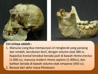 Ciri-cirinya adalah :
1. Manusia Liang Bua mempunyai ciri tengkorak yang panjang
dan rendah, berukuran kecil, dengan volume otak 380 cc.
Kapasitas kranial tersebut berada jauh di bawah Homo erectus
(1.000 cc), manusia modern Homo sapiens (1.400cc), dan
bahkan berada di bawah volume otak simpanse (450 cc).
2. Berasal dari akhir masa Pleistosen.
 
