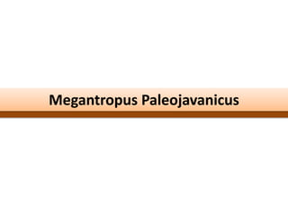 Megantropus Paleojavanicus
 