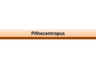 Pithecantropus
 