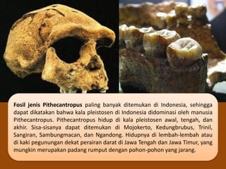 Fosil jenis Pithecantropus paling banyak ditemukan di Indonesia, sehingga
dapat dikatakan bahwa kala pleistosen di Indonesia didominasi oleh manusia
Pithecantropus. Pithecantropus hidup di kala pleistosen awal, tengah, dan
akhir. Sisa-sisanya dapat ditemukan di Mojokerto, Kedungbrubus, Trinil,
Sangiran, Sambungmacan, dan Ngandong. Hidupnya di lembah-lembah atau
di kaki pegunungan dekat perairan darat di Jawa Tengah dan Jawa Timur, yang
mungkin merupakan padang rumput dengan pohon-pohon yang jarang.
 