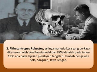 2. Pithecantropus Robustus, artinya manusia kera yang perkasa;
ditemukan oleh Von Koenigswald dan F.Weidenrich pada tahun
1939 ada pada lapisan pleistosen tengah di lembah Bengawan
Solo, Sangiran, Jawa Tengah.
 